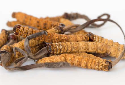 Cordyceps sinensis, proč je důležitý obsah mannitolu?