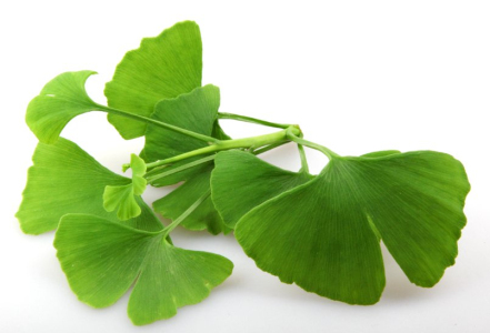 Ginkgo biloba pro lepší paměť?