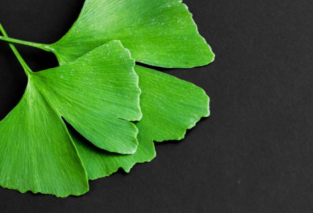 Ginkgo biloba nejen pro lepší prokrvení, co ještě umí?