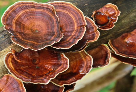Na jaké složky kromě polysacharidů se u reishi zaměřit?