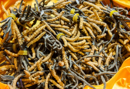 Cordyceps sinensis CS-4 – zázrak tradiční čínské medicíny??