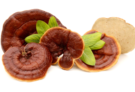 Na co je dobrá reishi?