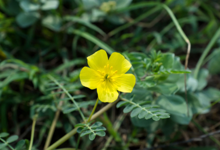 Kotvičník zemní (Tribulus terrestris), jak vybrat ten správný?