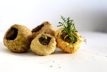Maca peruánská – pěstování, dávkování a porovnání