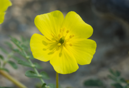 Tribulus terrestris, skvělá bylina s všestranným působením