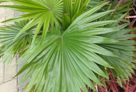 Jaké účinky má saw palmetto?