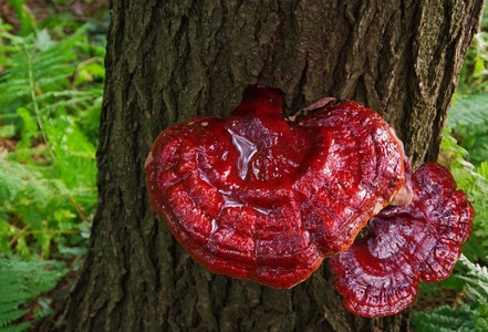 Reishi – přírodní cesta k posílení organismu