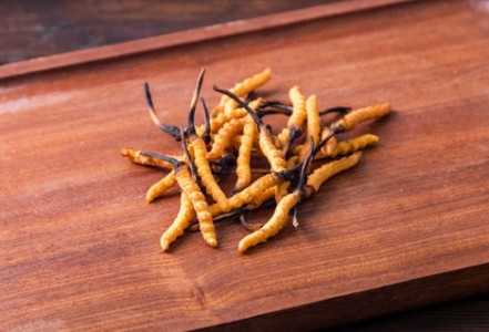 Cordyceps – přirozený zdroj energie a vitality