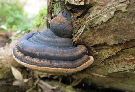 Phellinus linteus neboli ohňovec – pozoruhodná medicinální houba