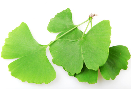 Ginkgo biloba – na paměť i prokrvení celého těla