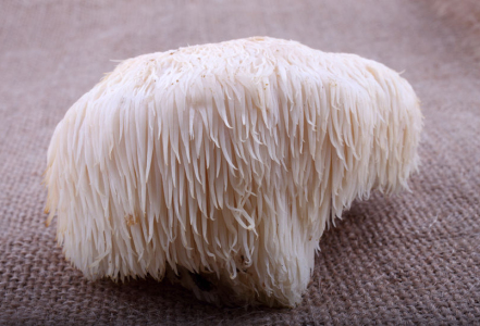 Hericium medicinální houba plná vitamínů a prospěšných látek