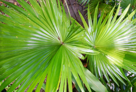 Saw palmetto – na prostatu, růst vlasů a libido