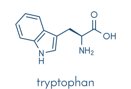 Tryptofan – proč je vhodná kombinace s vitaminem B6?