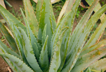 Aloe Vera – jsou vhodnější kapsle nebo šťáva?