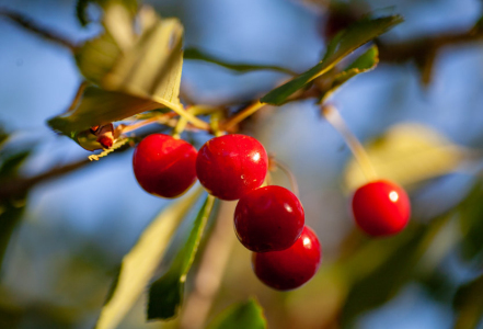Acerola – tropická třešeň plná přírodního vitaminu C