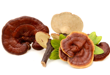 Reishi a její obsahové látky??