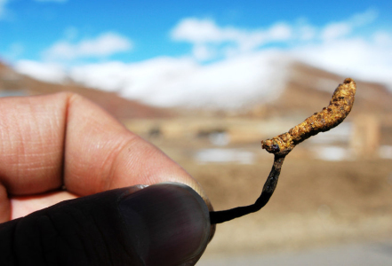 Cordyceps sinensis, jaké látky obsahuje a k čemu jsou dobré?