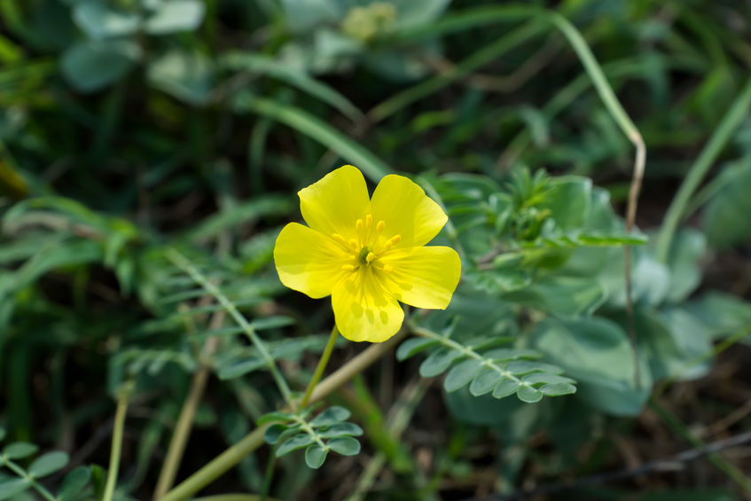 Kotvičník zemní žlutý květ
