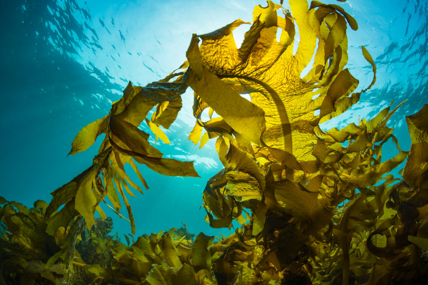 kelp jako zdroj jodu