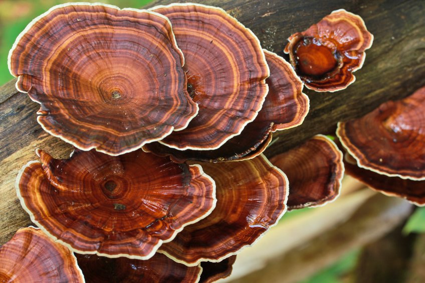 reishi lesklokorka leská