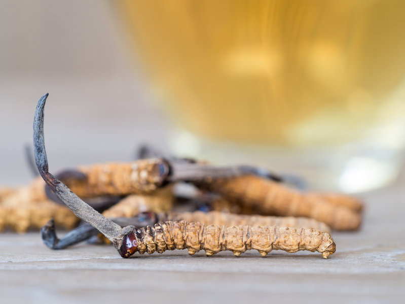 Cordyceps sinensis a jeho obsahové látky