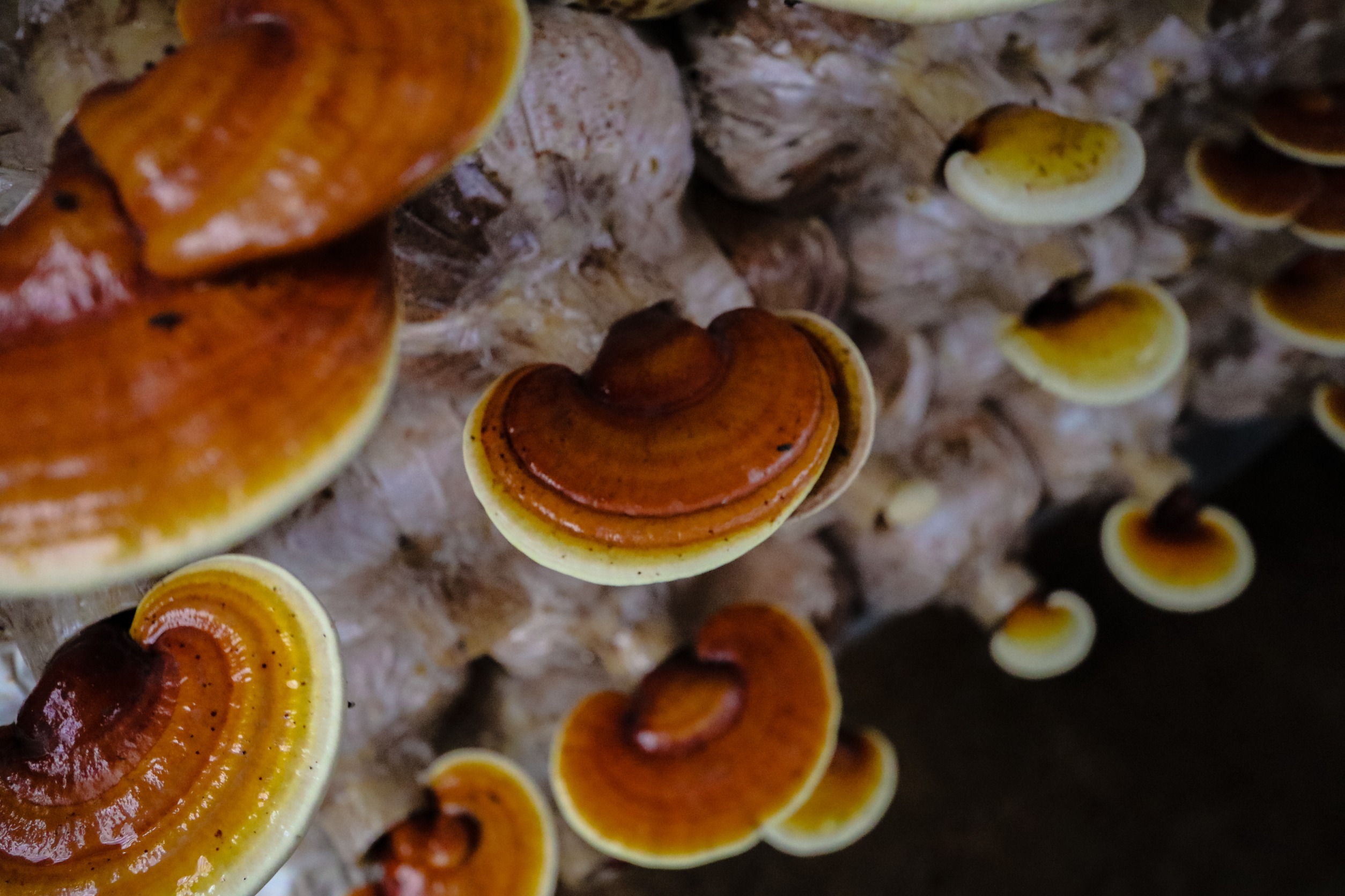 Houba reishi