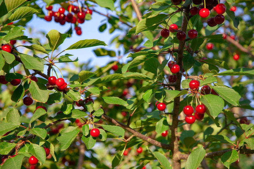 Acerola plody