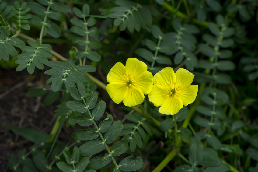 Kotvičník zemní rostlina, žlutý květ