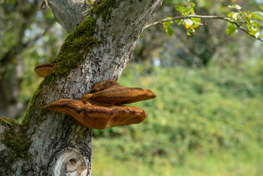 reishi na stromě