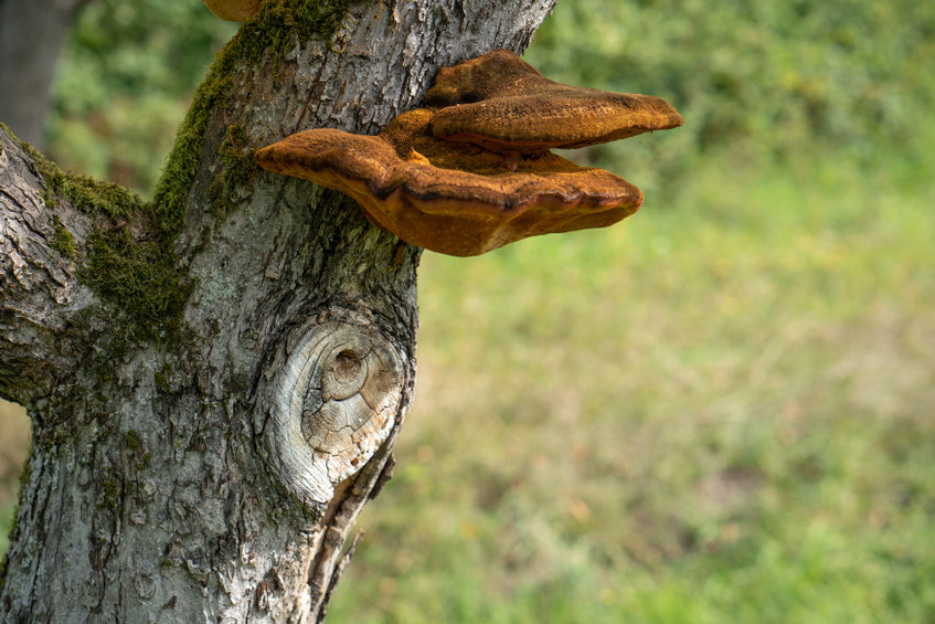 Reishi a její obsahové látky