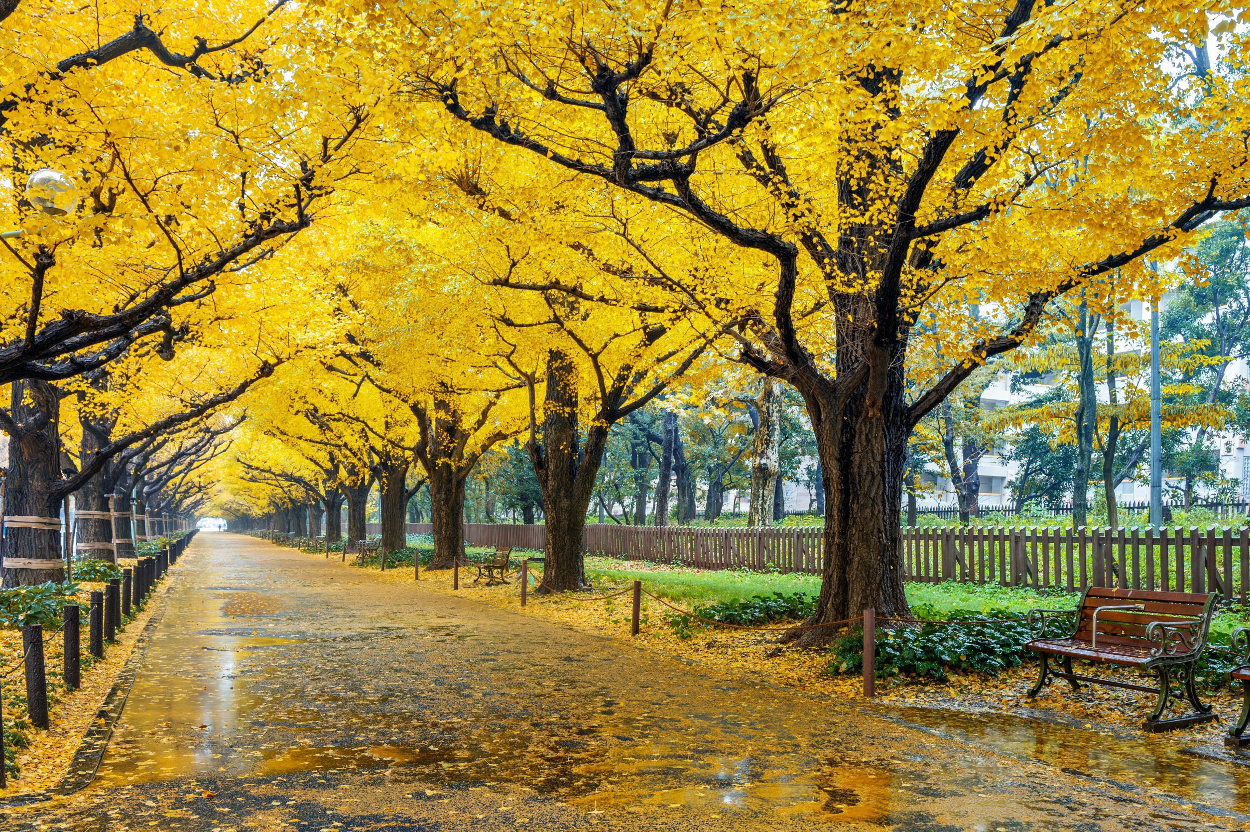 strom ginkgo biloba