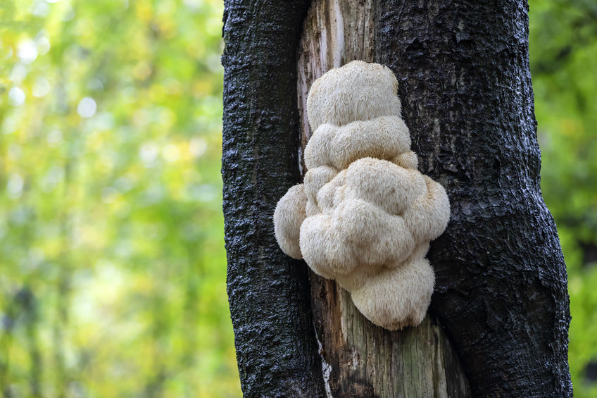 Hericium na stromě