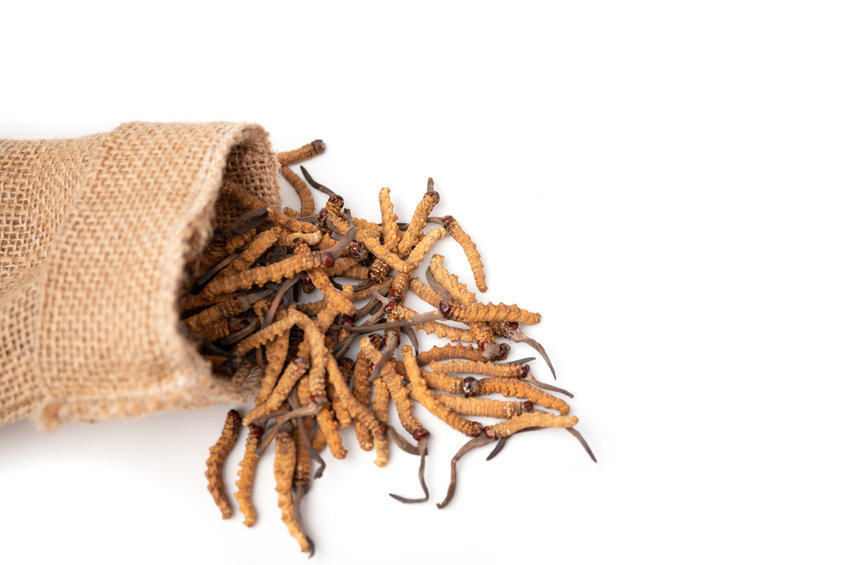 cordyceps sinensis s obsahem polysacharidů