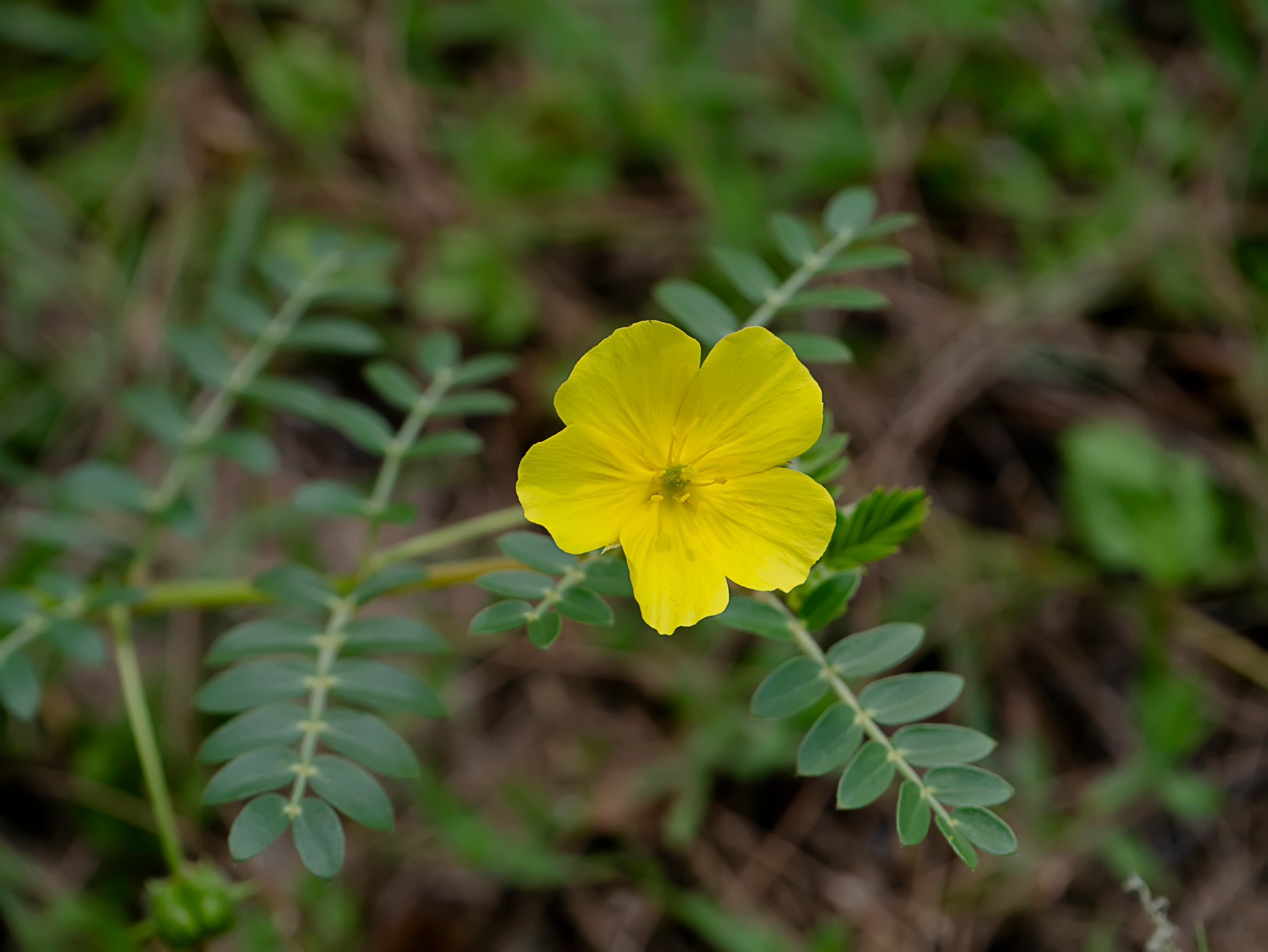 žlutý květ kotvičníku zemního