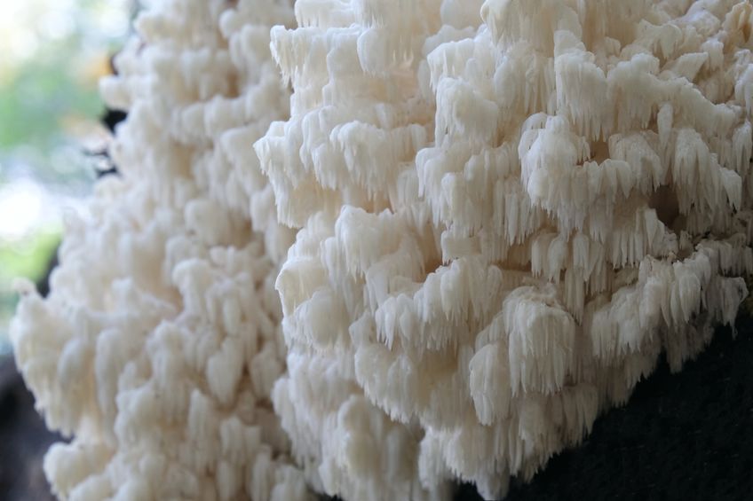 Hericium (lví hříva) houba