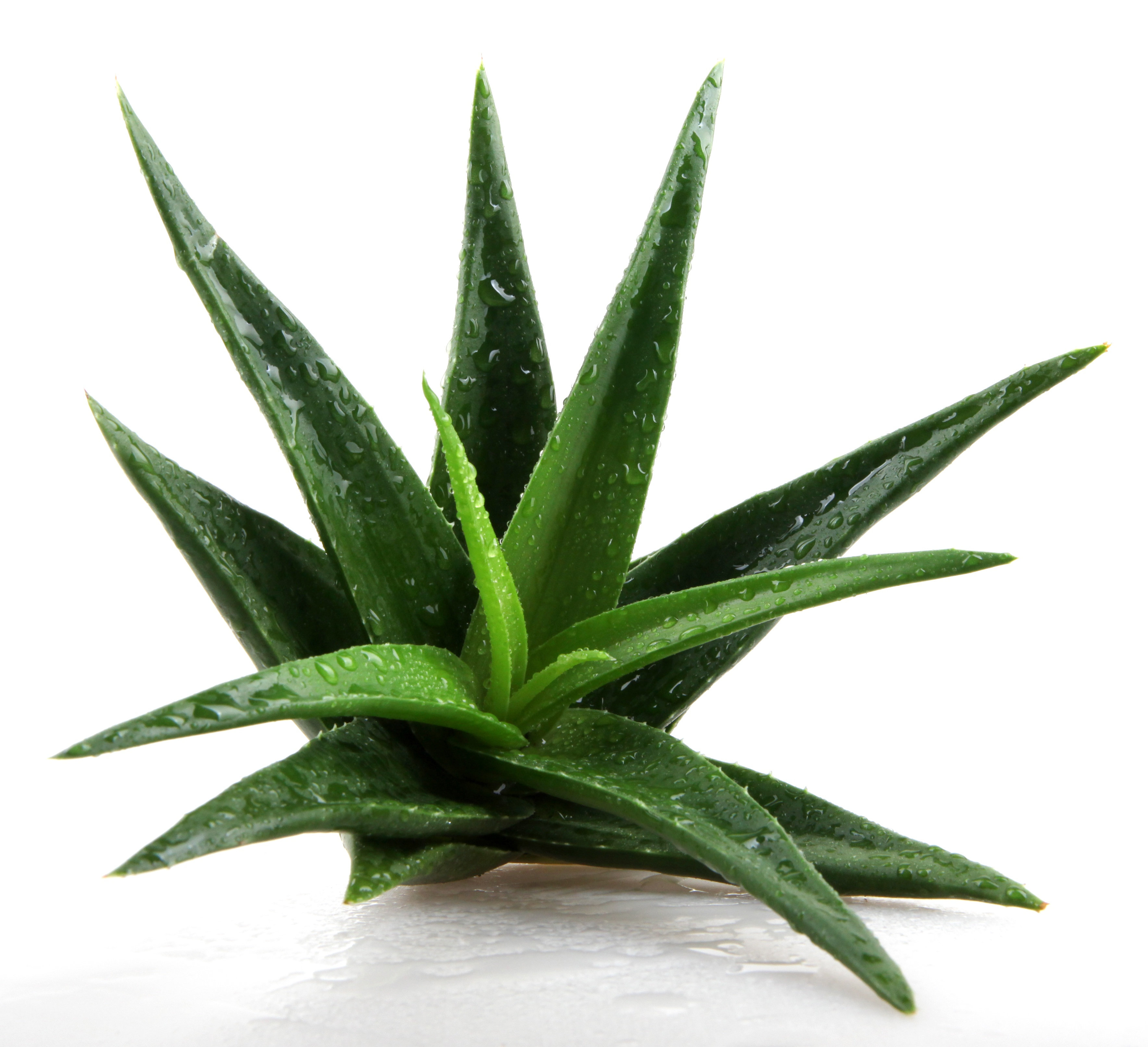 Aloe vera rostlina