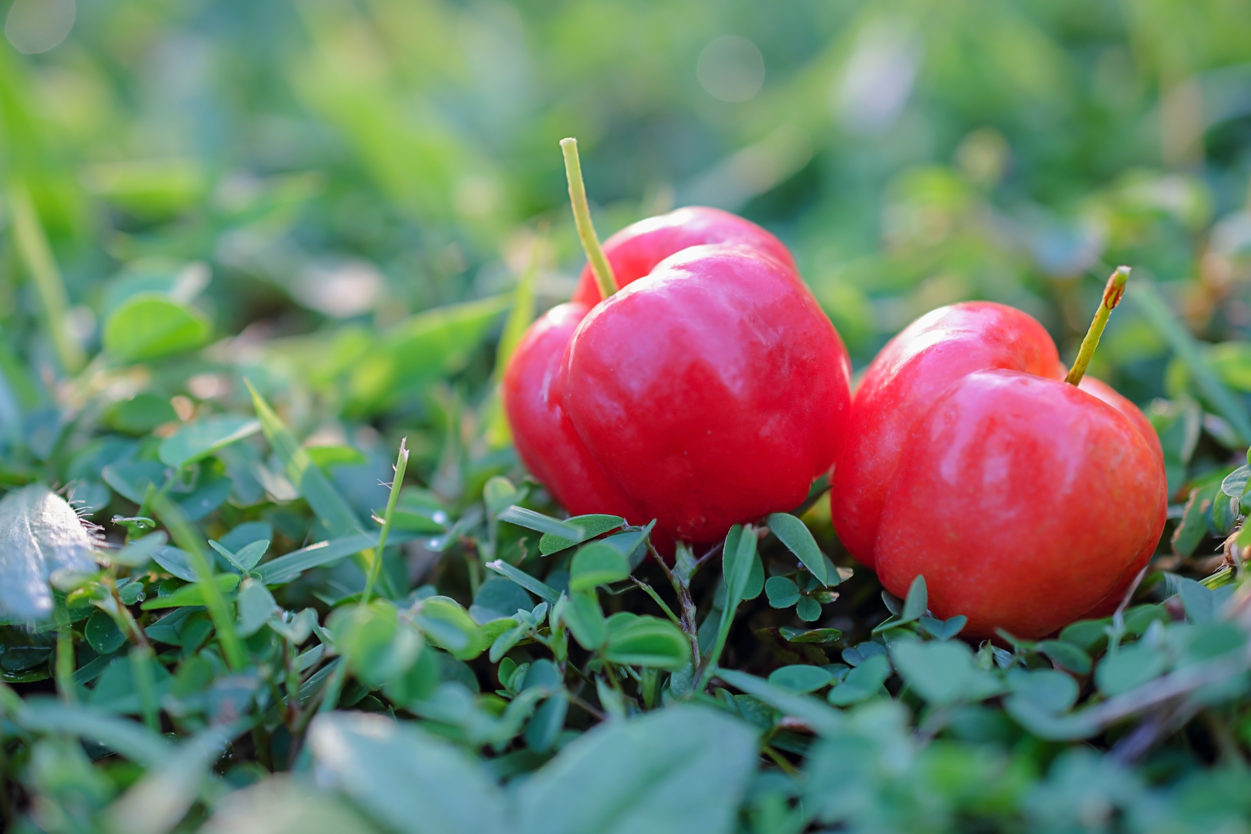 Acerola plod v přírodě