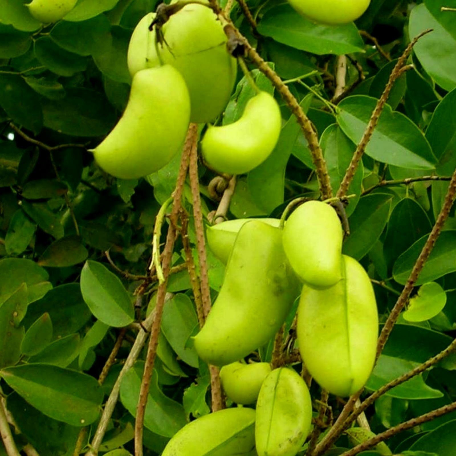 grifonie s obsahem 5 htp tryptofanu
