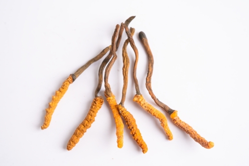 cordyceps medicinální houba